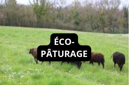 Aller sur la page Éco-paturâge