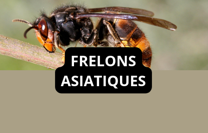 Aller sur la page Frelons Asiatiques