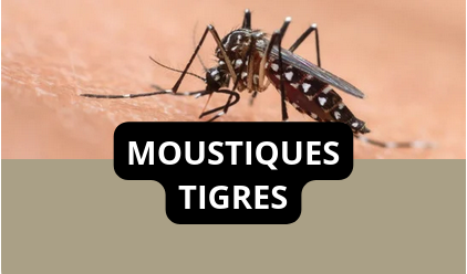 Aller sur la page Moustiques Tigres