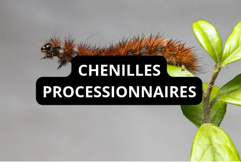 Aller sur la page Chenilles Processionnaires